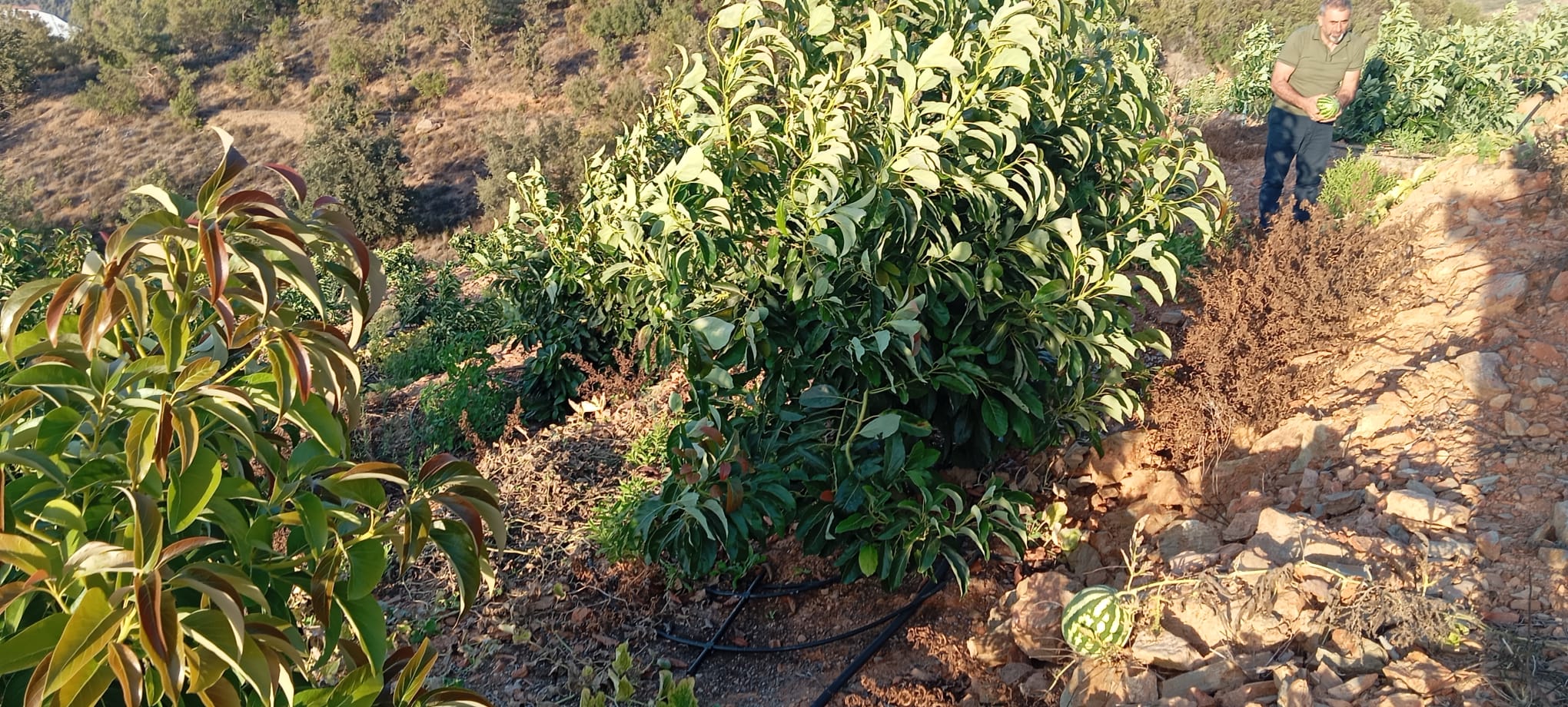BABUL Galeri