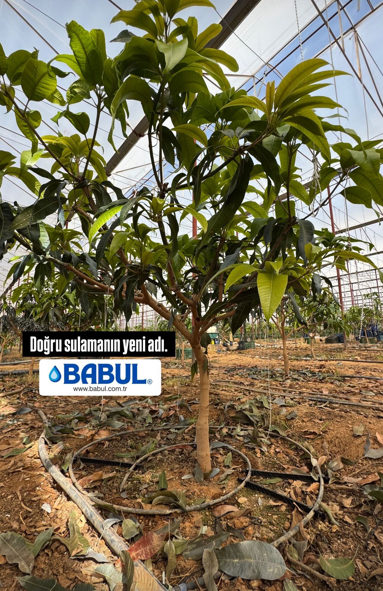 BABUL Galeri