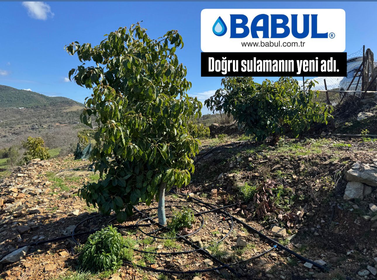 BABUL Galeri